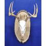 Antler Mount Kit | European Antler Kit | European Skull Mount | Deer Skull Kit | Deer Hunting | Antler Skull Mount | THIS SKULL AND ANTLERS ARE NOT INCLUDED