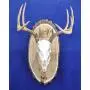 Antler Mount Kit | European Antler Kit | European Skull Mount | Deer Skull Kit | Deer Hunting | Antler Skull Mount | THIS SKULL AND ANTLERS ARE NOT INCLUDED Antler Mount Kit | European Antler Kit | European Skull Mount | Deer Skull Kit | Deer Hunting | Antler Skull Mount | THIS SKULL AND ANTLERS ARE NOT INCLUDED