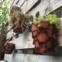 Leather Plant Hanger Leather Plant Hanger