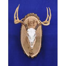 Antler Mount Kit | European Antler Kit | European Skull Mount | Deer Skull Kit | Deer Hunting | Antler Skull Mount | THIS SKULL AND ANTLERS ARE NOT INCLUDED