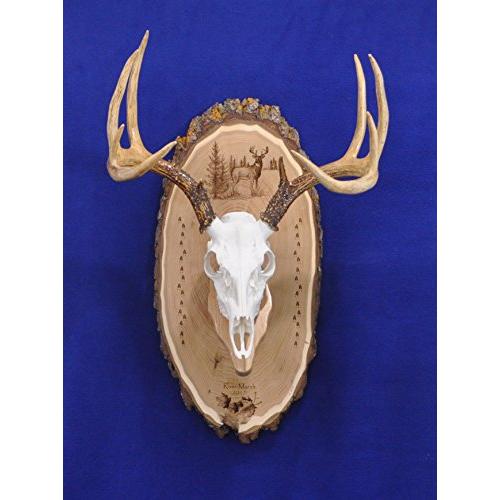 Antler Mount Kit | European Antler Kit | European Skull Mount | Deer Skull Kit | Deer Hunting | Antler Skull Mount | THIS SKULL AND ANTLERS ARE NOT INCLUDED