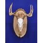 Antler Mount Kit | European Antler Kit | European Skull Mount | Deer Skull Kit | Deer Hunting | Antler Skull Mount | THIS SKULL AND ANTLERS ARE NOT INCLUDED