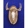 Antler Mount Kit | European Antler Kit | European Skull Mount | Deer Skull Kit | Deer Hunting | Antler Skull Mount | THIS SKULL AND ANTLERS ARE NOT INCLUDED Antler Mount Kit | European Antler Kit | European Skull Mount | Deer Skull Kit | Deer Hunting | Antler Skull Mount | THIS SKULL AND ANTLERS ARE NOT INCLUDED