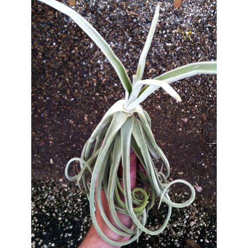 Airplant Tillandsia Duratii Large (10-12 inches tall) (Grown and Shipped from California)