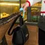 Shuohu Portable Bag Hanger Holder, Purse Hook Storage Multi Purpose Hooks For Travel, Desk and Chair